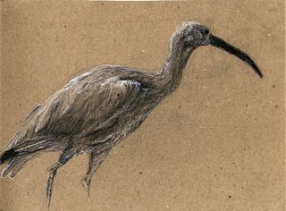Ibis rouge, croquis encre de chine sur carton-liège